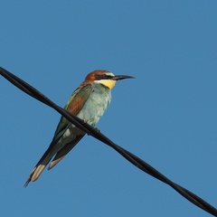 Merops apiaster