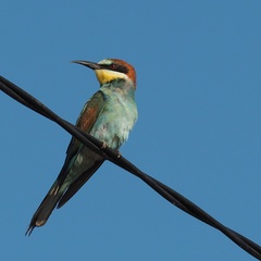 Merops apiaster