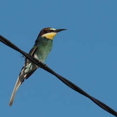 Merops apiaster