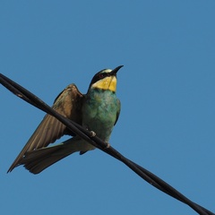 Merops apiaster