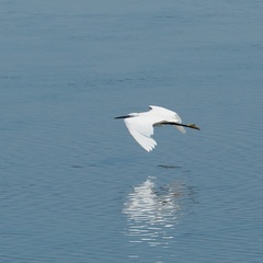 Egretta garzetta