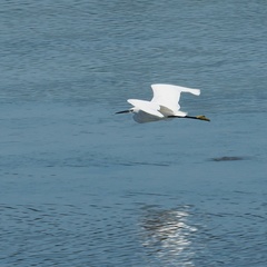 Egretta garzetta