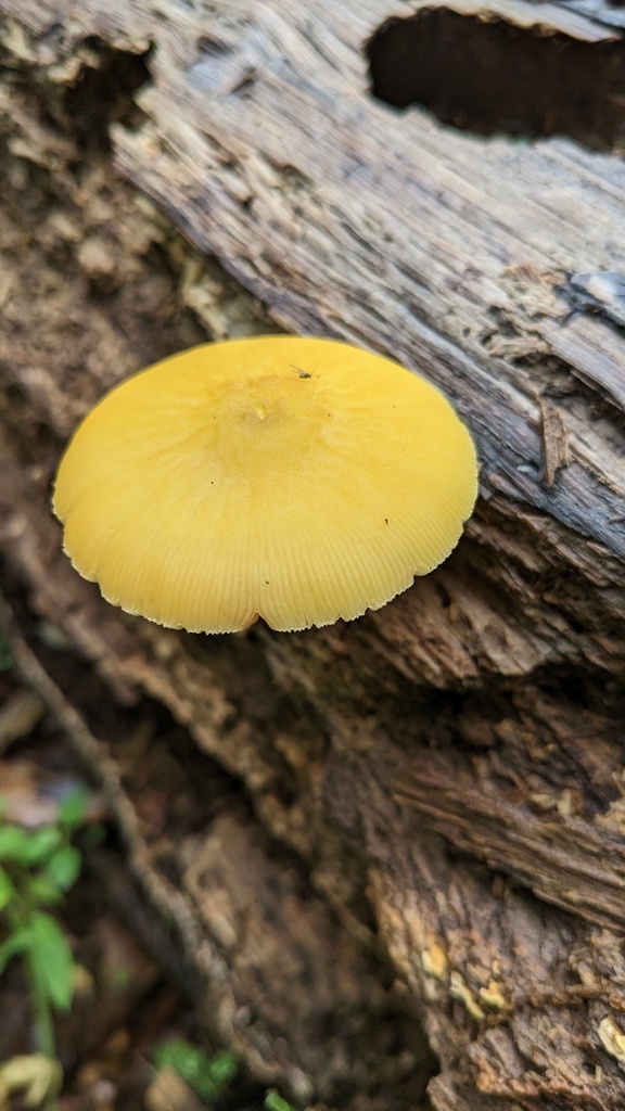 Pluteus leoninus · May 2023 · photo: © atsushi_nakajima_cirque (iNaturalist, cc-by)