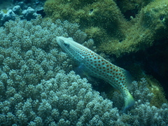 Anyperodon leucogrammicus