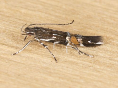 Beautiful Cosmopterix Moth
