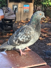 Columba livia domestica