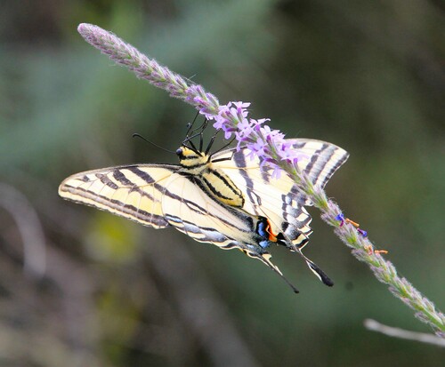 iNaturalist observation photo of Western Tiger Swallowtail