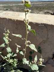 Sphaeralcea incana