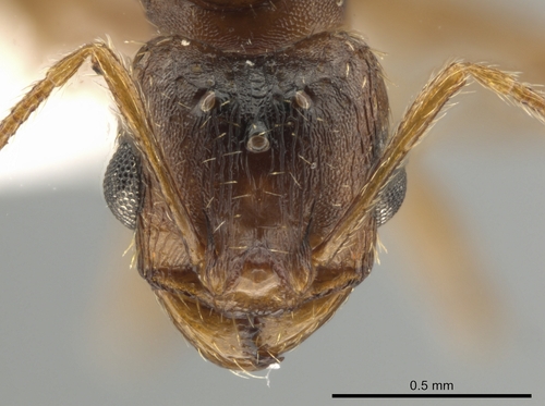 Pheidole inquilinaPheidole inquilina