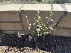 Sphaeralcea incana