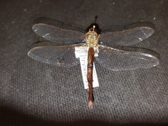 Neurocordulia molesta