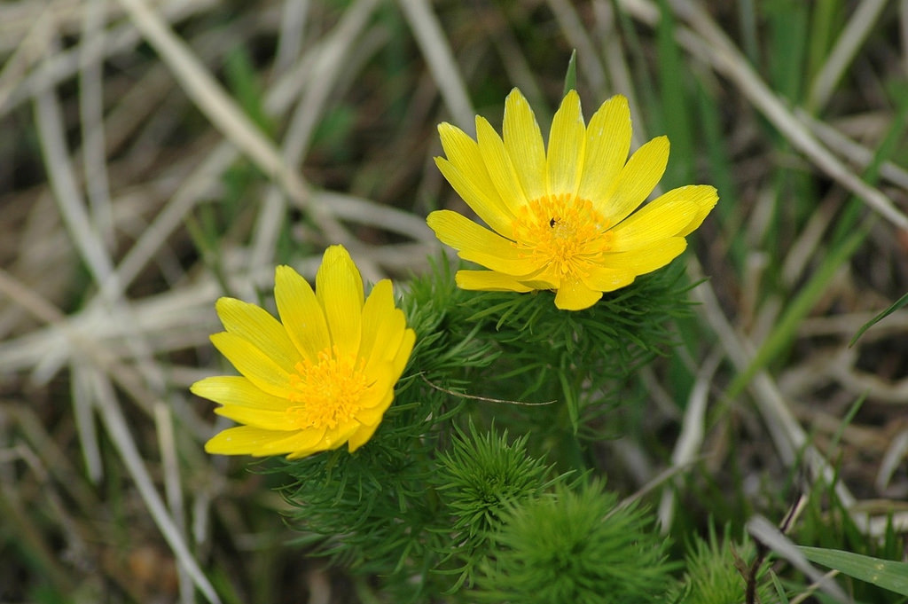 Adonis vernalis