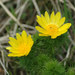 Spring Adonis - Photo (c) Gernot Hochmueller, some rights reserved (CC BY)