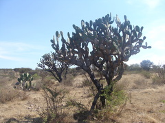 Opuntia jaliscana