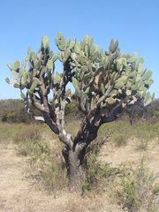 Opuntia jaliscana