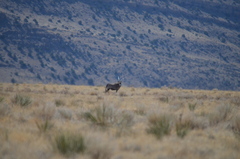 Oryx gazella