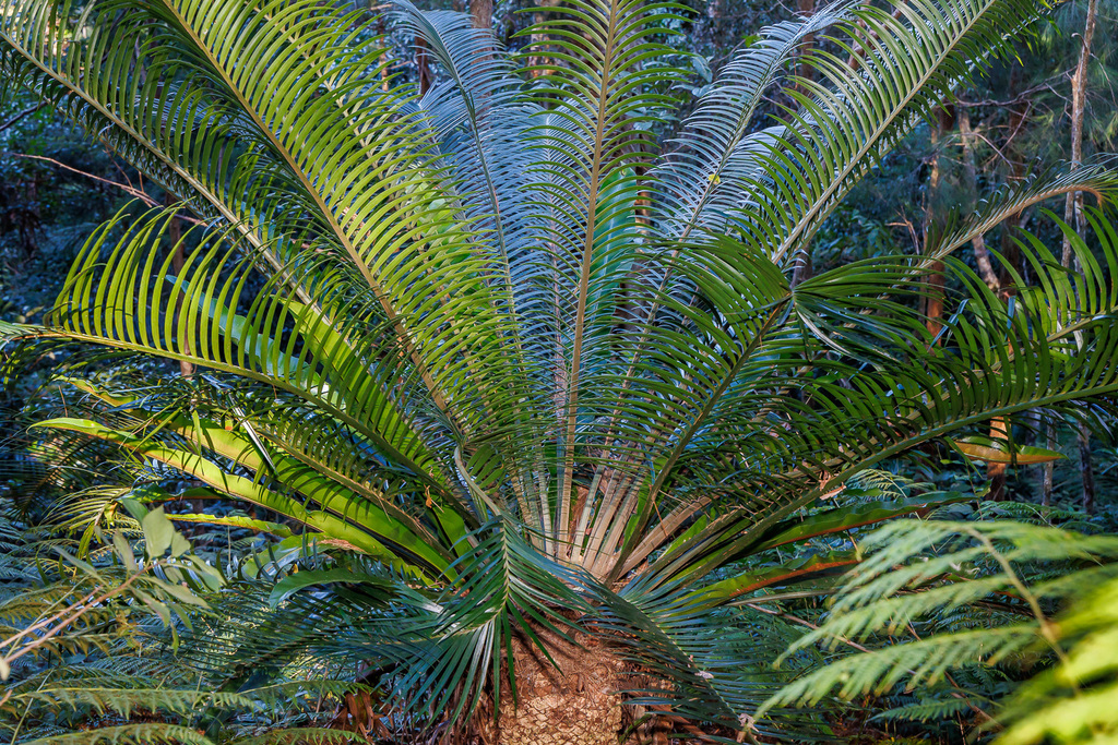 burrawang palm in May 2023 by Craig Robbins · iNaturalist