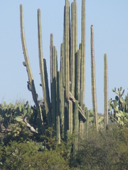 Lophocereus marginatus