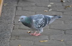 Columba livia domestica