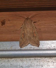 Mythimna separata