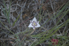 Calochortus lyallii