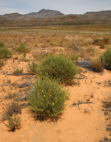 Othonna leptodactyla