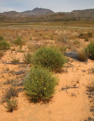 Othonna leptodactyla