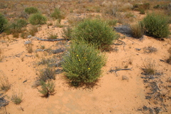 Othonna leptodactyla