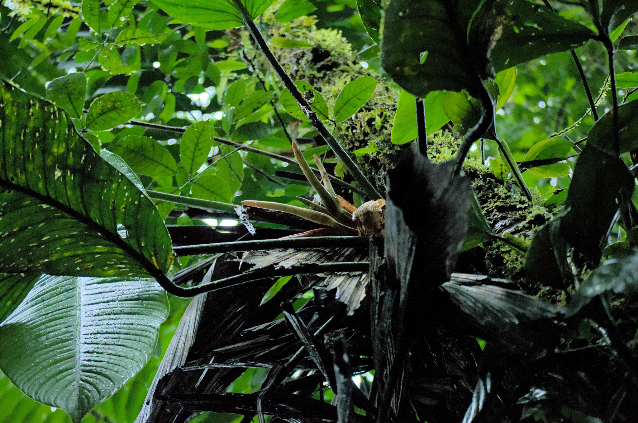 Philodendron asplundii  iNaturalist