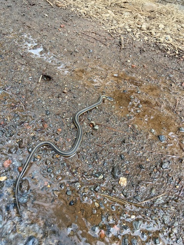 iNaturalist observation photo of Western Terrestrial Garter Snake