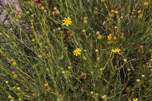 Othonna leptodactyla