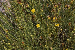 Othonna leptodactyla