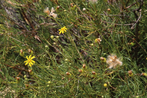 Othonna leptodactyla