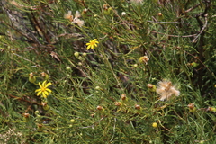 Othonna leptodactyla