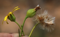 Othonna leptodactyla