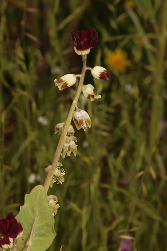 Image of Caulanthus californicus by (c) Nicholas Wei, some rights reserved (CC BY-SA)
