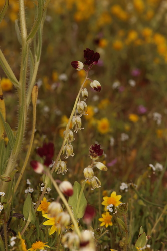 Image of Caulanthus californicus by (c) Nicholas Wei, some rights reserved (CC BY-SA)