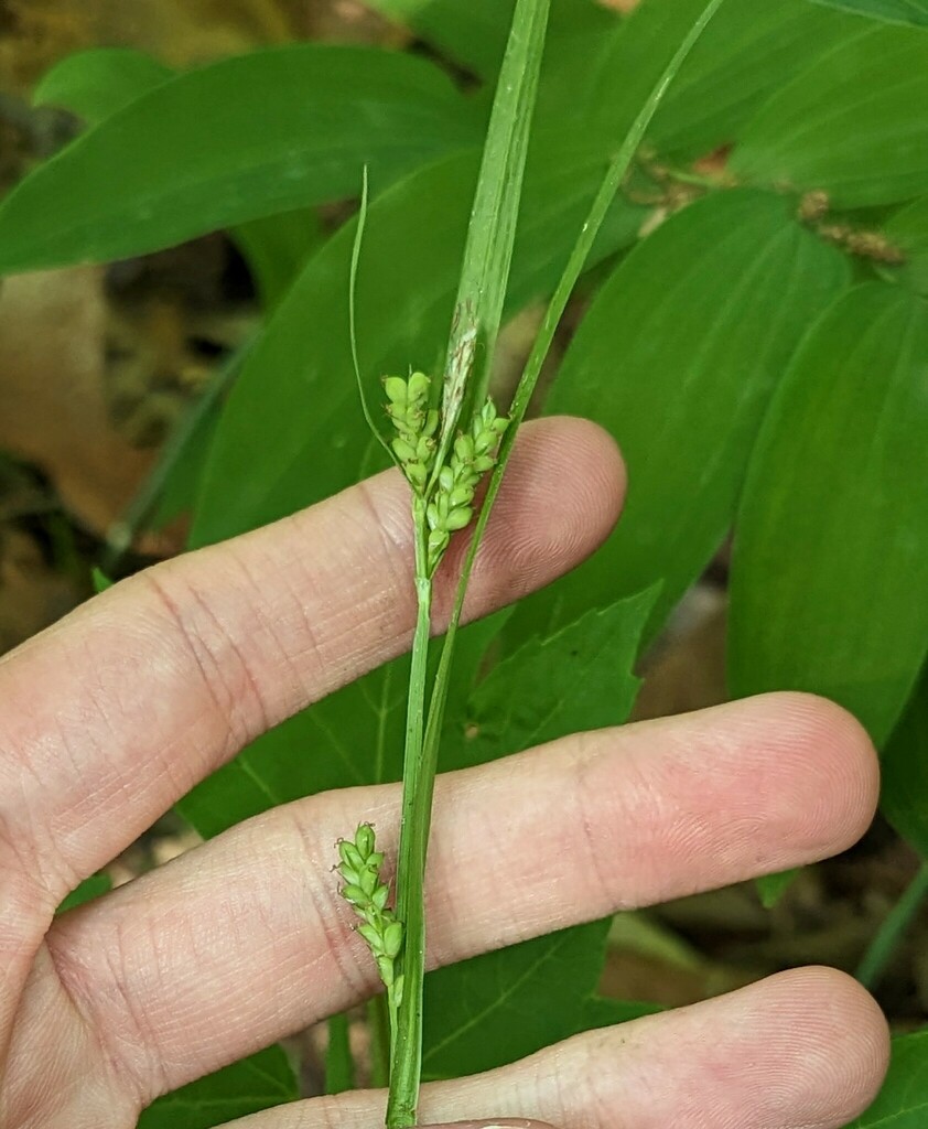 Carex sect. Laxiflorae