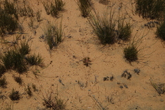 Pharnaceum dichotomum