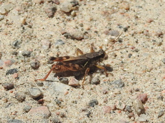 Melanoplus fasciatus