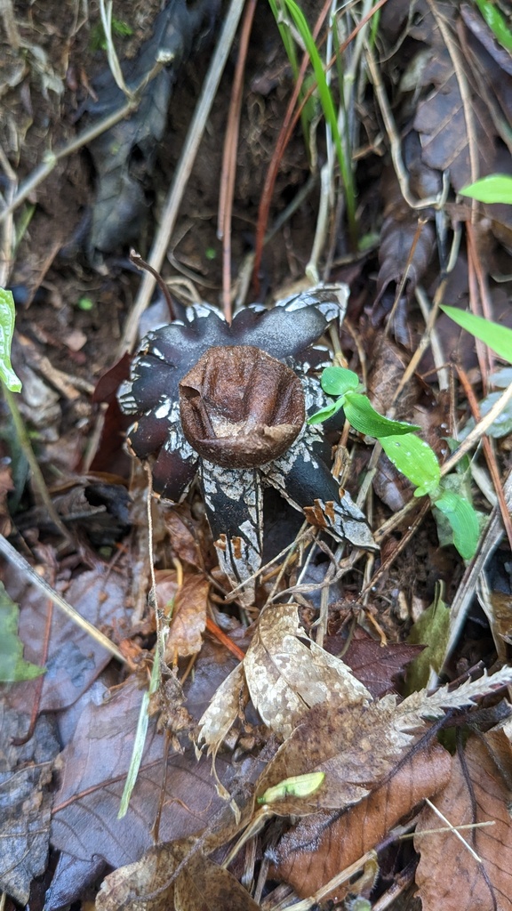 Astraeus hygrometricus · May 2023 · photo: © atsushi_nakajima_cirque (iNaturalist, cc-by)