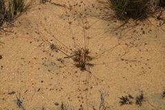 Pharnaceum dichotomum