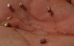 Pharnaceum dichotomum