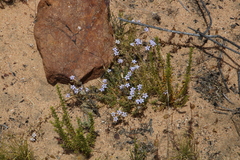 Wahlenbergia oxyphylla