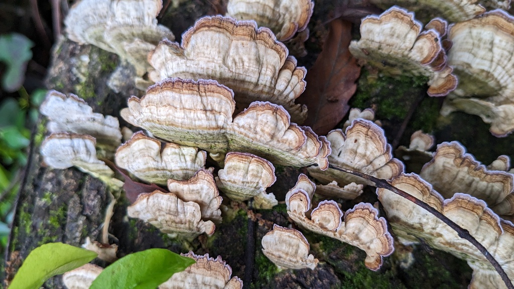 Trichaptum biforme · May 2023 · photo: © atsushi_nakajima_cirque (iNaturalist, cc-by)