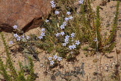 Wahlenbergia oxyphylla