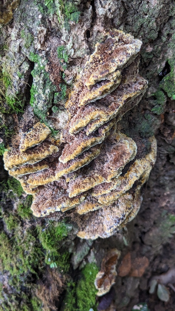 Fuscoporia gilva · May 2023 · photo: © atsushi_nakajima_cirque (iNaturalist, cc-by)