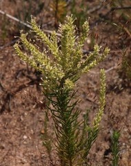 Microdon polygaloides