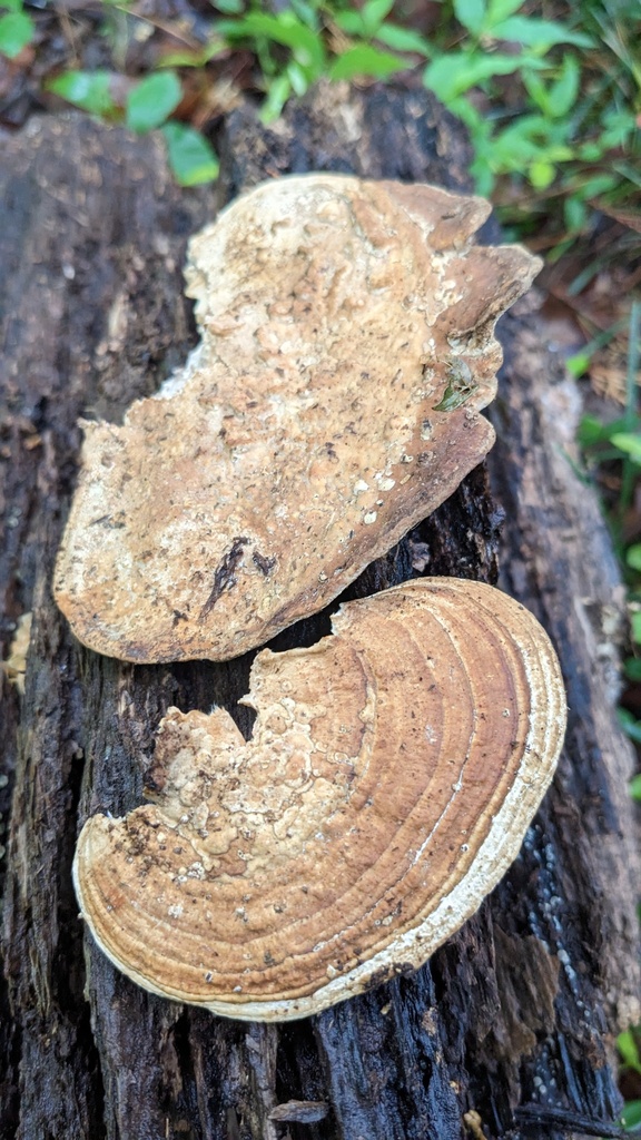 Fomitopsis dickinsii · May 2023 · photo: © atsushi_nakajima_cirque (iNaturalist, cc-by)