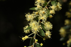 Acacia howittii